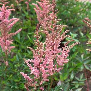 ASTILBE 'Solferino'