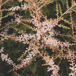 ASTILBE 'Sprite' (Simplicifolia Group)