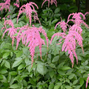 ASTILBE 'Straussenfeder' (Thunbergii Group)