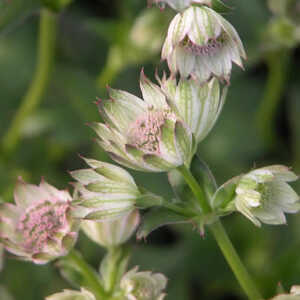 ASTRANTIA 'Buckland'