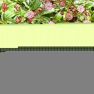 ASTRANTIA carniolica 'Rubra'