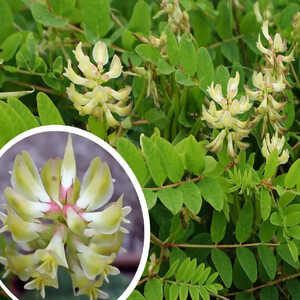 ASTRAGALUS glycyphyllos