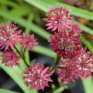 ASTRANTIA major 'Claret'