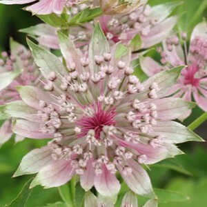 ASTRANTIA major 'Pink Sensation'