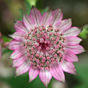 ASTRANTIA major 'Roma'