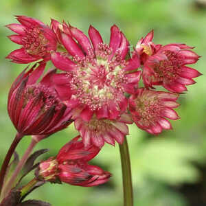 ASTRANTIA major 'Ruby Star'