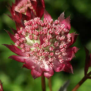 ASTRANTIA major 'Rubra'