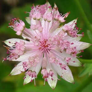 ASTRANTIA major