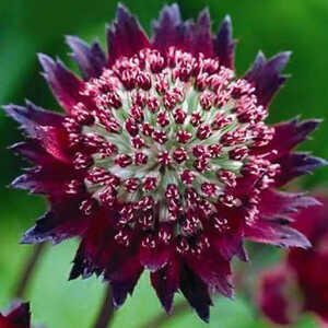 ASTRANTIA 'Moulin Rouge'