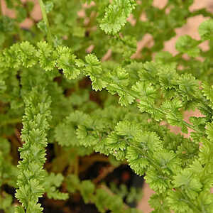 ATHYRIUM filix-femina 'Fritzelliae'