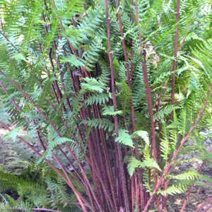 ATHYRIUM filix-femina 'Lady in Red'