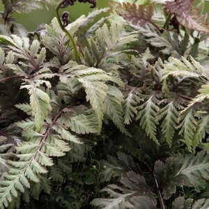 ATHYRIUM niponicum (var. pictum) 'Red Beauty'