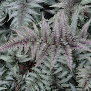 ATHYRIUM niponicum var. pictum 'Ursula's Red'