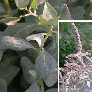 ATRIPLEX halimus