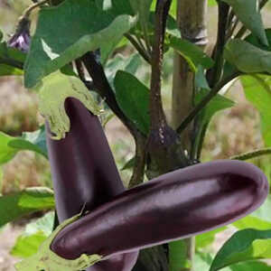 AUBERGINE de ‘Barbentane’