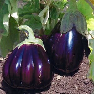 AUBERGINE Black Beauty