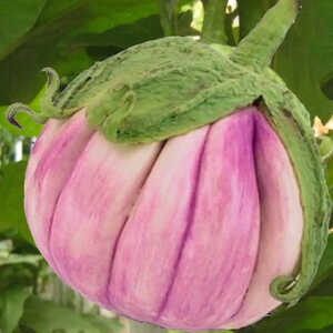 AUBERGINE ‘Rosa Bianca’