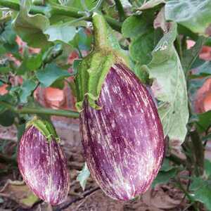 AUBERGINE Zébrina