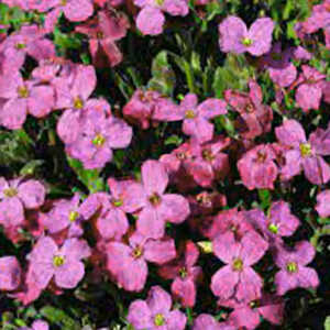 AUBRIETA 'Bressingham Pink'