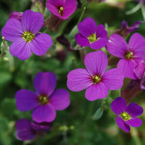 AUBRIETA 'Bressingham Red'