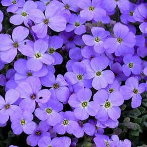 AUBRIETA 'Cascade Blue'