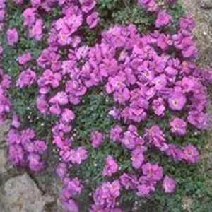 AUBRIETA 'Clos Fleuri'