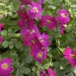 AUBRIETA 'Crépuscule'