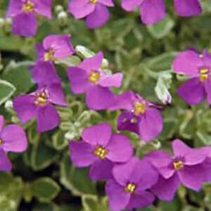 AUBRIETA 'Dr Mules Variegated'