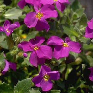 AUBRIETA 'Dr Mules'