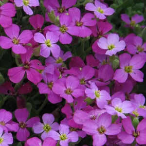 AUBRIETA 'Leichtlinii'