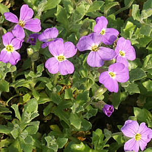 AUBRIETA 'Royal Blue'