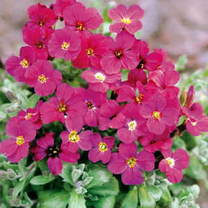 AUBRIETA 'Royal red'