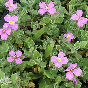 AUBRIETA 'Royal Rose'