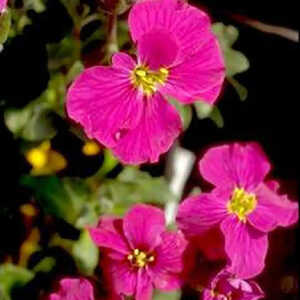 AUBRIETA 'Ville d'Orléans'