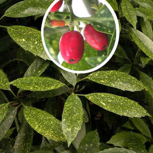 AUCUBA japonica 'Crotonifolia'
