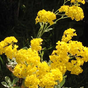 AURINIA saxatilis (Alyssum saxatile)