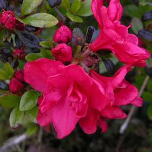 AZALEA 'Hino Crimson'