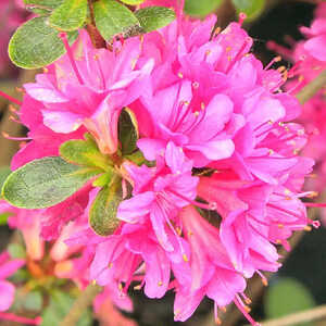 AZALEA japonica 'Amoena'