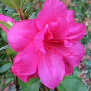 AZALEA japonica 'Christina'