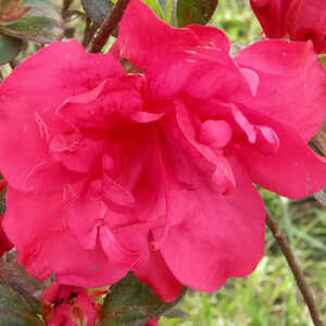 AZALEA japonica 'Fête des mères'