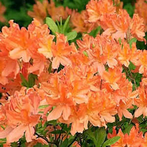 AZALEA japonica 'Geisha Orange'