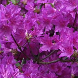AZALEA japonica 'Geisha Purple'