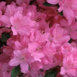 AZALEA japonica 'Gilbert Mullie'