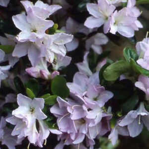 AZALEA japonica 'Irohayama'