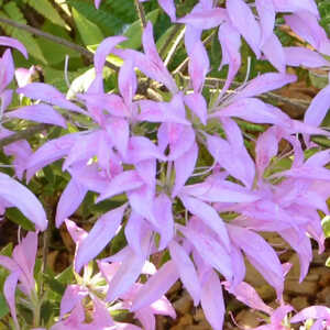 AZALEA japonica 'Koromo-shikibu'