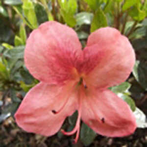 AZALEA japonica 'Macrostemon'