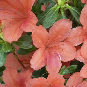 AZALEA japonica 'Orange Beauty'