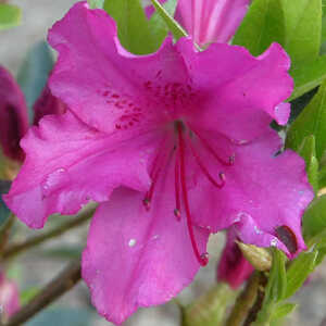 AZALEA japonica 'Purple Splendour'