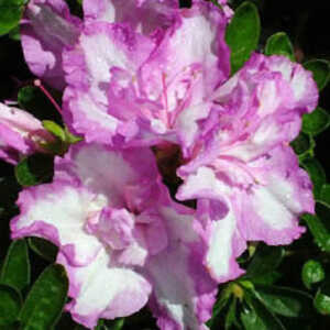 AZALEA japonica 'Rosa Belton'