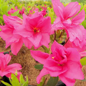 AZALEA japonica 'Rosa King'